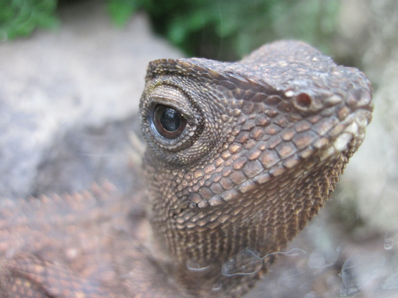 animal, looking, close-up, animal scale, animal themes, iguana, nature, lizard, eye, animals in the wild, focus on foreground, vertebrate, animal wildlife