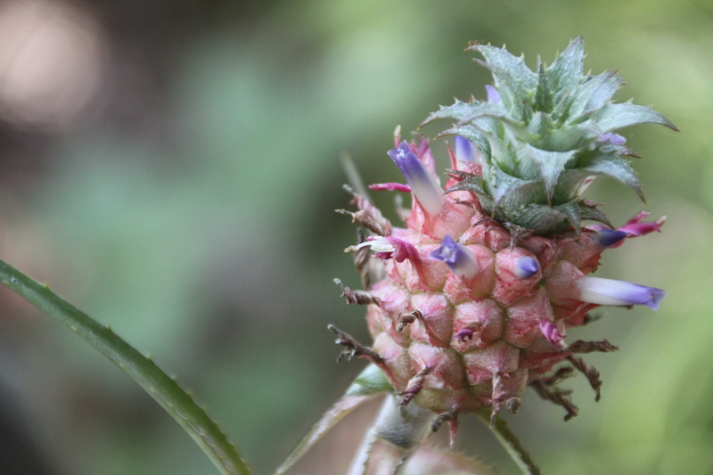 pink color, baby pineapple, flowering plant, nature, beginnings, botany, tropical fruits, petal, pineapple, focus on foreground, freshness, flower, fragility