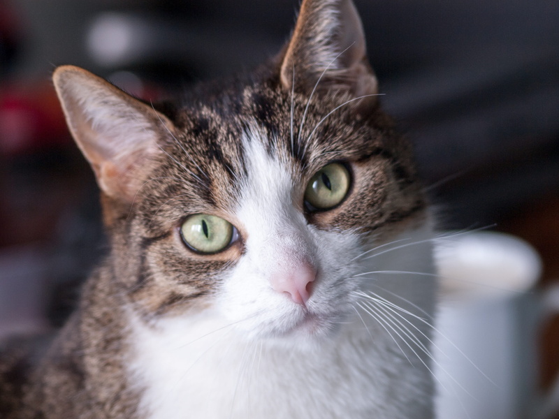 animal body part, animal head, eye, view, animal eye, eyes, feline, mammal, tabby, cat nose, nose, cat face, pet, mieze, animal themes, pets, closeup, domestic