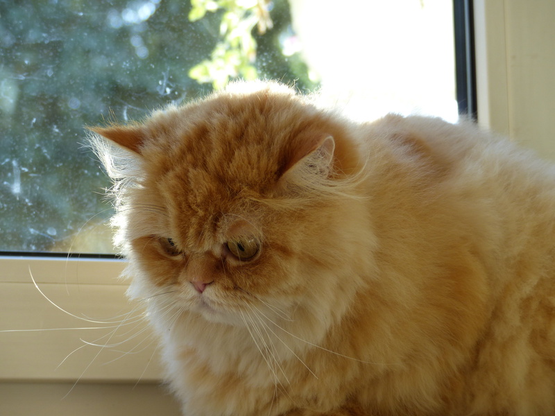 vertebrate, tiefenschärfe, portrait, focus on foreground, cute, ginger cat, domestic animals, one animal, no people, domestic, 4K, cat face, window, domestic cat