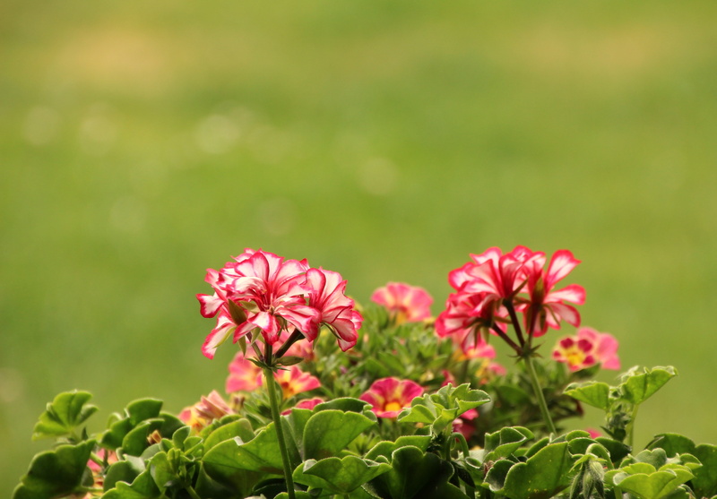 balcony, focus on foreground, planting, plant part, inflorescence, growth, flower, red, flowerpot, flowering plant, vulnerability, plant, tiefenschärfe