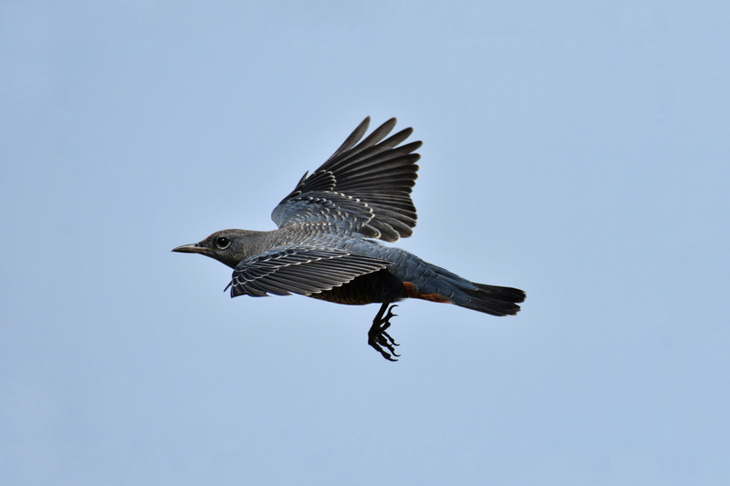 flight, animal, copy space, low angle view, no people, vertebrate, animal themes, mid-air, blue, bird of prey, wild birds, natural, wild animal, animal wing