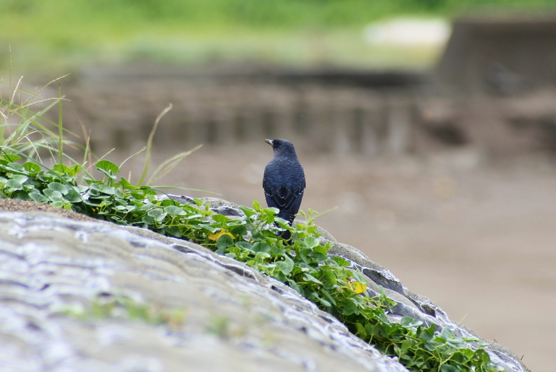green color, natural, little bird, blue bird, one animal, land, wild animal, method bulbul, animal themes, animal wildlife, grass, day, selective focus