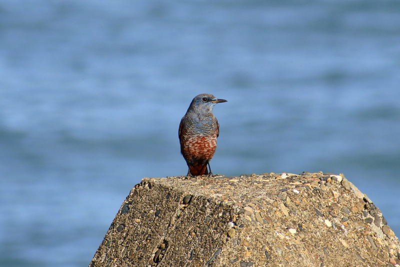 wave, wooden post, beach, vertebrate, water, side view, method bulbul, sea, wild animal, landscape, rock - object, animal themes, profile view, natural