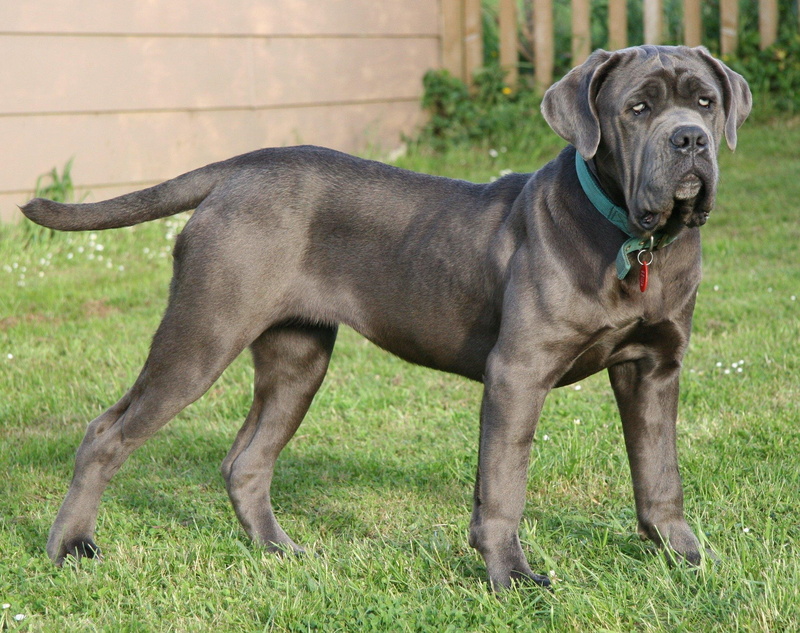 domestic animals, nature, Perro, weimaraner, vertebrate, no people, land, looking, day, dog, grass, animal, pets, mammal, green color, domestic, canine