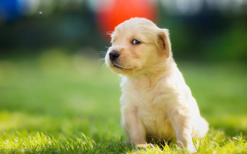mammal, puppy, retriever, plant, purebred dog, labrador, pets, young animal, animal, dog, sitting, domestic animals, small, field, domestic, no people