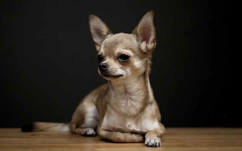 Perro, Canino, 1080P, chihuahua