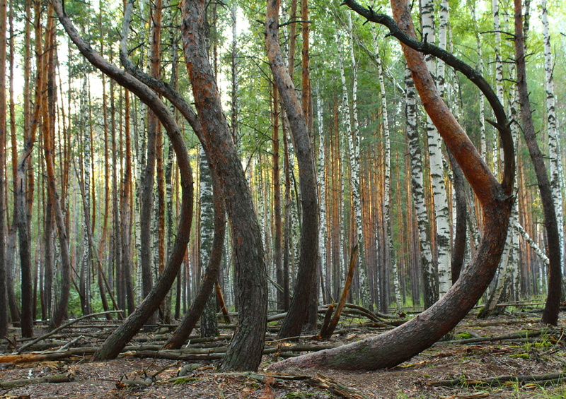 trees, beauty in nature, plant, tranquility, tree trunks, windfall, photograph, environment, outdoors, growth, woodland, 4K, trunk, remote, storm, land