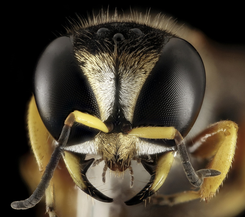 extreme close-up, zoology, studio shot, no people, focus on foreground, yellow, invertebrate, animal, nature, fly, close-up, wasp, u s geological survey