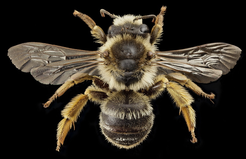 one animal, animals in the wild, animal themes, studio shot, animal wildlife, spider, portrait, nature, nectar, bug, macro, u, agriculture, animal head