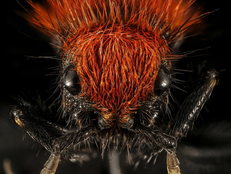wildlife, sting, focus on foreground, close up, eyes, arachnid, wingless, velvet ant, s, animal eye, wasp, animals in the wild, painful, no people, spider