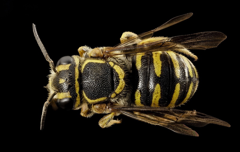 1080P, yellow, animal eye, animal wing, zoology, animal themes, u s geological survey, animal head, nature, wildlife, one animal, black, animal body part