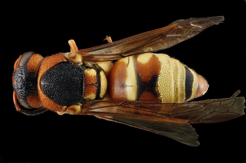 healthy eating, nature, macro, food, wellbeing, wasp, wildlife, fruit, no people, portrait, fly, plant, still life, 2K, studio shot, cut out, insect, leaf