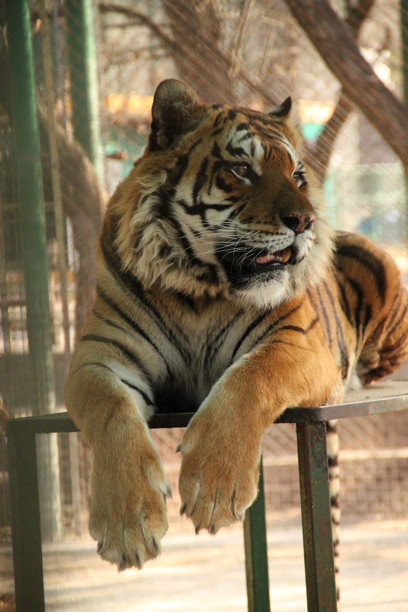 vertebrate, whisker, animals in captivity, big cat, cat, africa, tiger, animal themes, animal, 4K, no people, day, looking, wild animals, carnivora, mammal