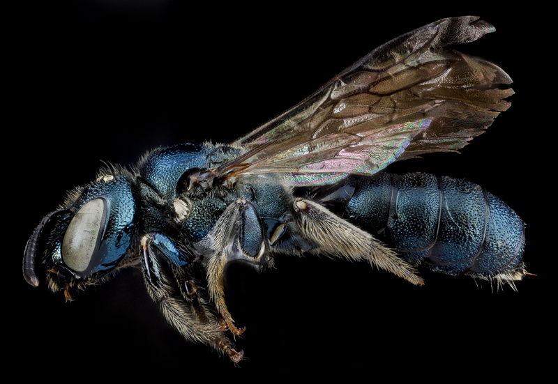profile view, profile, animal wing, s, animal eye, u, mounted, ceratina dupla, indoors, black background, side view, honeybee, one animal, no people, macro