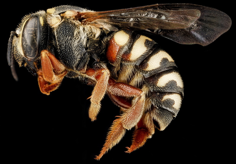 arthropod, pollinate, one animal, invertebrate, animals in the wild, antennae, animal eye, u s geological survey, indoors, no people, vertebrate, 2K, wings