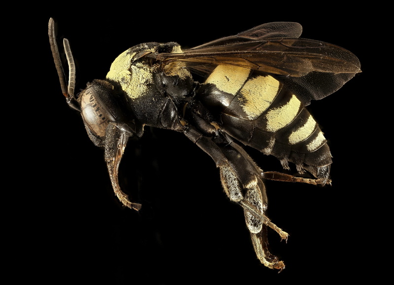 honeybee, fly, animal themes, zoology, animals in the wild, profile, close-up, indoors, s, nature, geological survey, night, u, mounted, animal wildlife