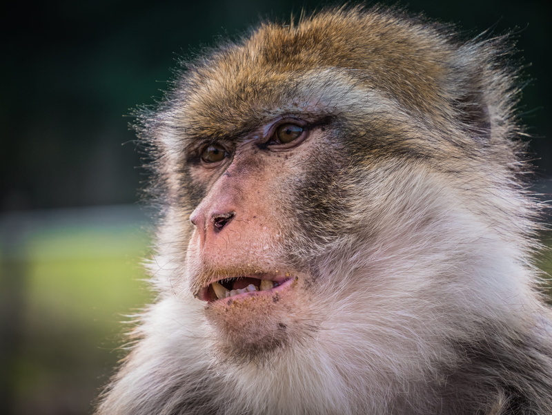 vertebrate, animal themes, animal, primate, no people, monkey, grim, mammal, focus on foreground, animal head, gorilla, animal wildlife, looking, black