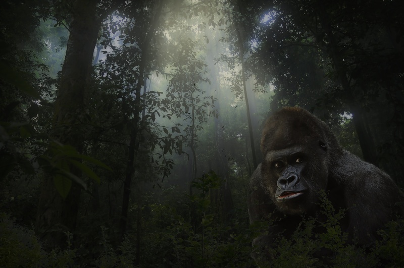 sitting, magical, wild, huge, silver, endangered, vertebrate, silver back, day, digital composing, beauty in nature, ape, outdoors, jungle, no people, trees