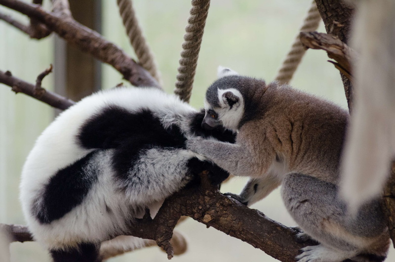 focus on foreground, nature, tree, monkey, outdoors, wild, animal wildlife, cute, plant, animal family, animals in captivity, day, group of animals, endangered