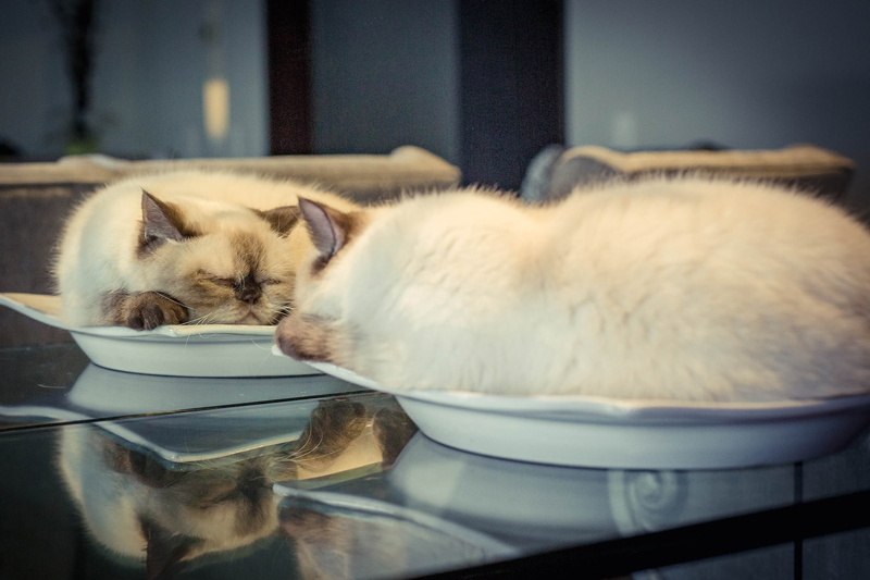 domestic cat, selective focus, mirror, eyes closed, cat, animal, 1080P, pets, vertebrate, feline, white, close-up, domestic, plates, animal themes, lying down