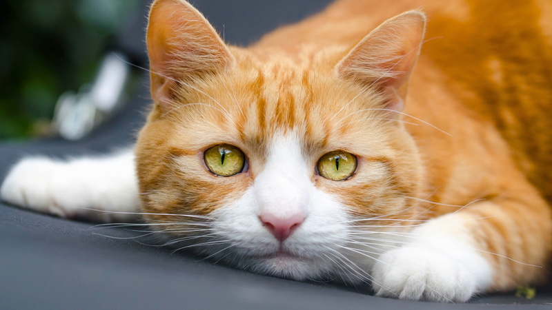 orange, 4K, Eyes, Cat, Photography, tabby, Yellow