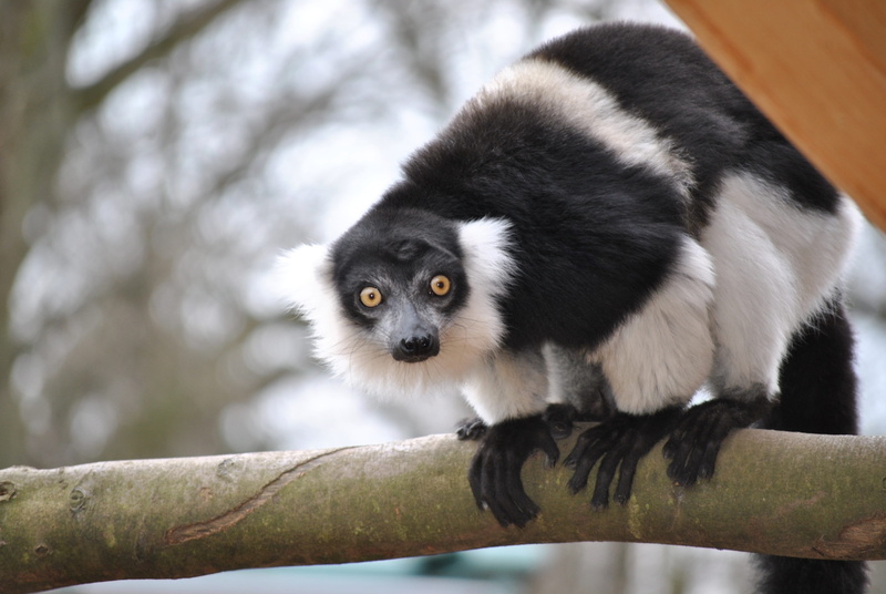 eyes, marmoset, mammal, face, view, day, focus on foreground, head, cute, gesture, vertebrate, striped, animal themes, black color, one animal, faces, animal wildlife