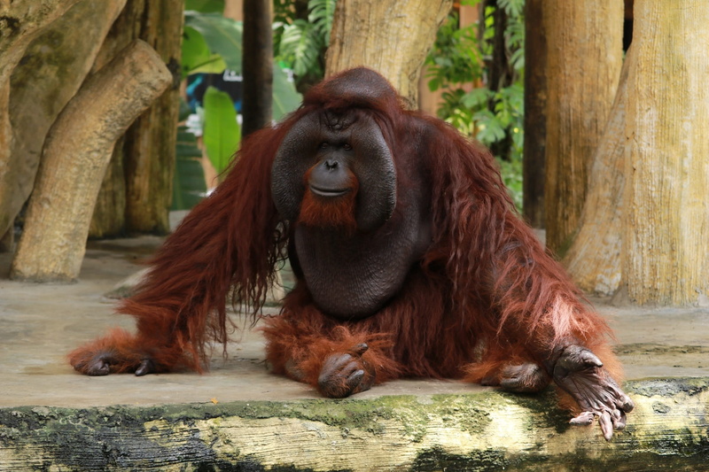 Ape, Wildlife, wild, tree, gorilla, vertebrate, Asia, sitting, one animal, brown, no people, focus on foreground, outdoors, primate, mammal, nature, animals in the wild