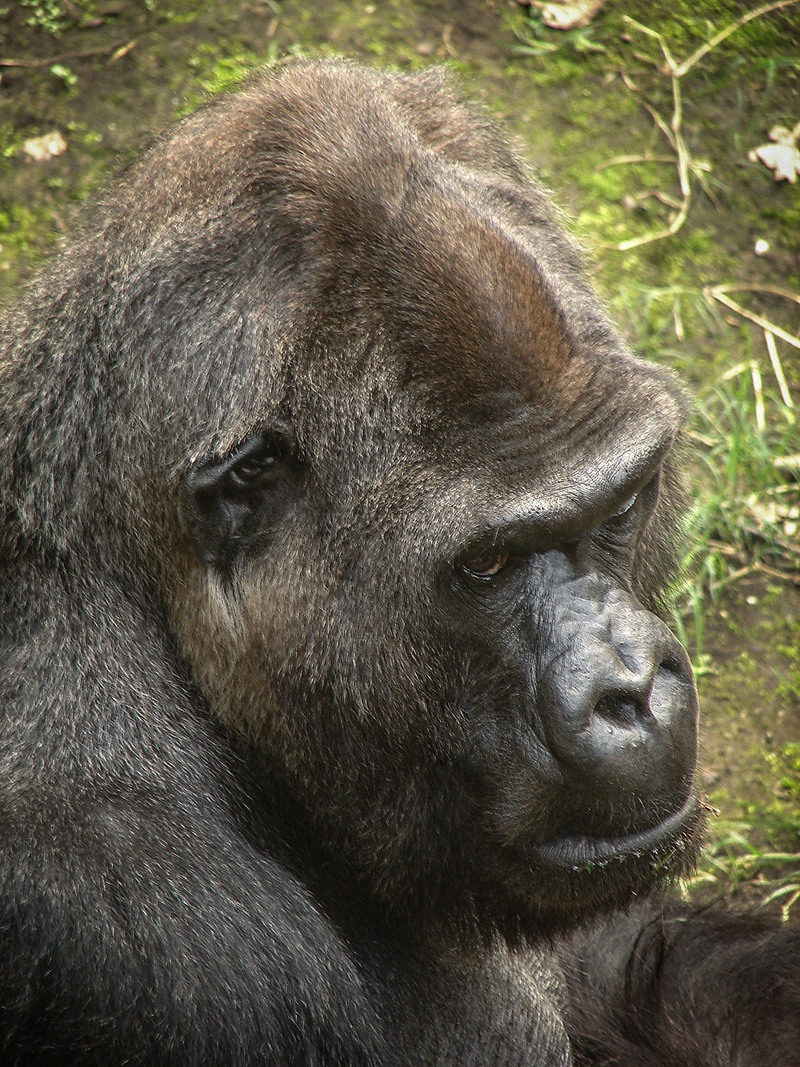 day, primate, ape, lonely, nature, no people, animals in the wild, creature, looking, animal, 2K, animal wildlife, gorilla, primates, jungle, one animal