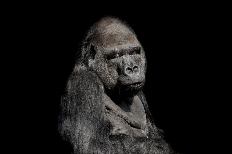 no people, thinking, studio shot, zoo, indoors, one animal, animal wildlife, portrait, looking away, monkey, close-up, nature, mammal, primates, animal