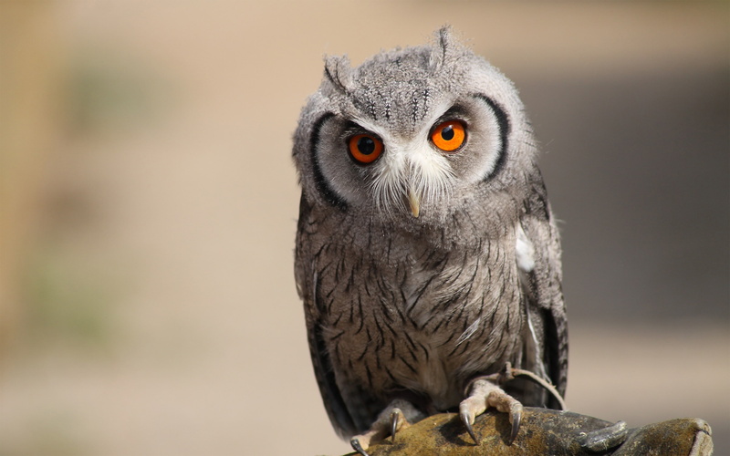animals, owl, 4K