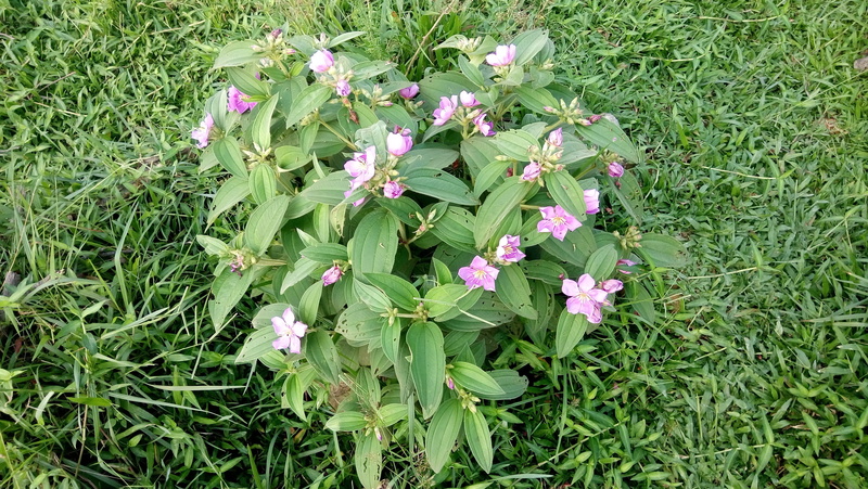 leaf, ha tinh, field, heart, flowers, flowers bloom, flowering plant, day, ball, asia, plant part, land, flowering tree buy, plant, blooming, vietnam, inflorescence