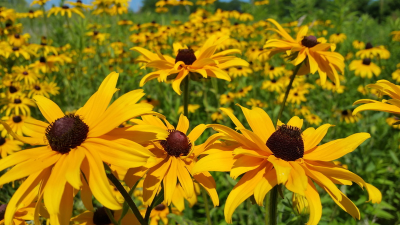 farm, grow, floral, flower, bed, focus, nobody, gardening, green, flowering plant, flowers, bloom, blossom, pretty, meadow, growth, springtime, yellow daisy