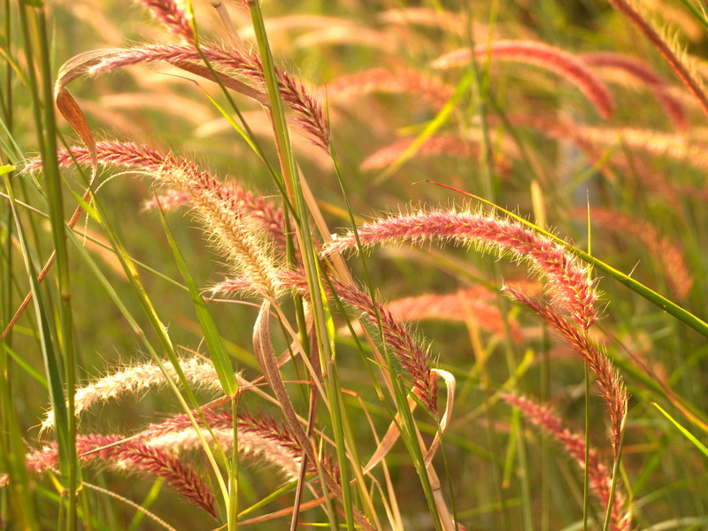 plant, land, bloom, wildflower, grass, wheat grass, sunny, cattail, day, wheat field, yellow, meadow, crop, no people, farm, plants, field, grassland, natural