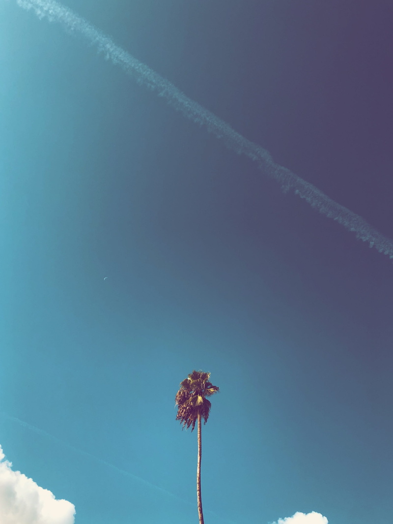 cloud - sky, vapor trail, growth, ca, pasadena, palm tree, nature, 2K, no people, sky, plant, tranquil scene, day, sunlight, tranquility, beauty in nature