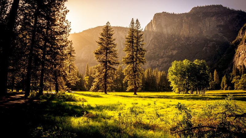 evergreen tree, sun ray, yosemite valley, plant, field, sky, tree, woodland, sunray, united states, wilderness, pine tree, non-urban scene, sunlight, pine woodland