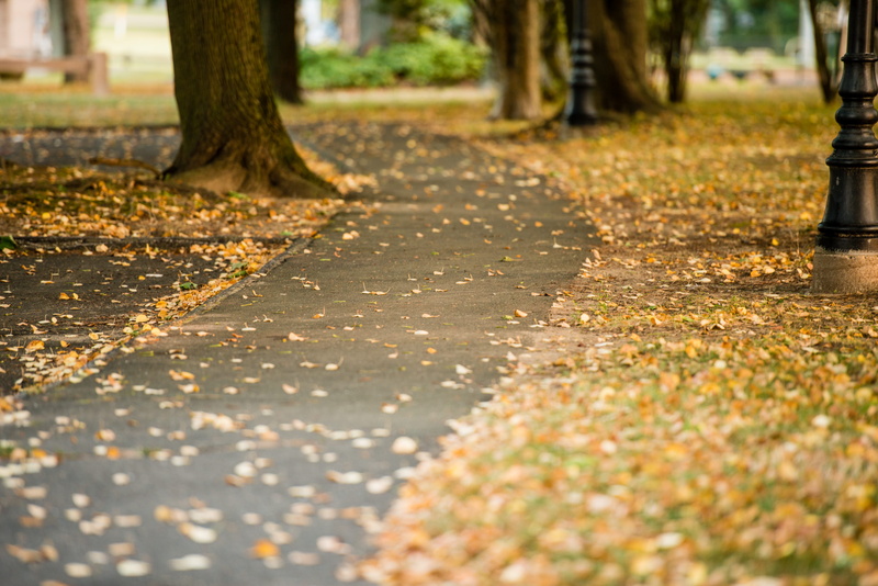 tranquility, falling, trees, day, tree, trail, leaf, autumn, surface level, falling leaves, direction, plant part, leaves, park, tree trunk, connecticut
