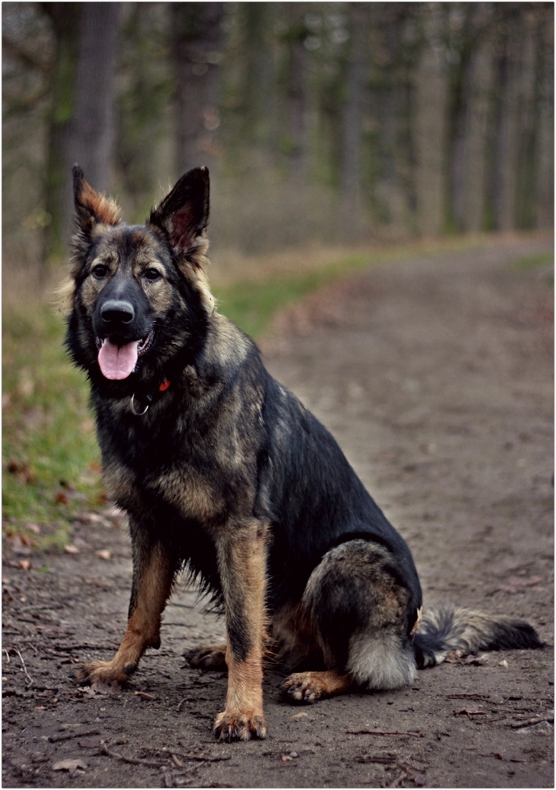 sitting, domestic, land, german shepherd, outdoors, forest, mouth open, flaky puppy, tree, canine, animal themes, day, no people, focus on foreground, dog