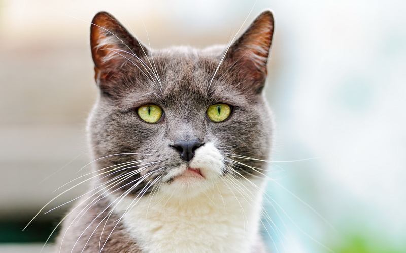 close-up, Cat, Dissatisfaction, looking, domestic, Black, Face, yellow eyes, focus on foreground, vertebrate, one animal, feline, whisker, domestic cat