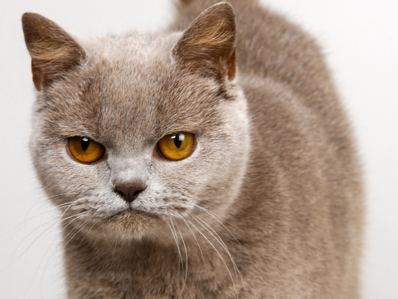 look, Cat, 720P, dissatisfaction