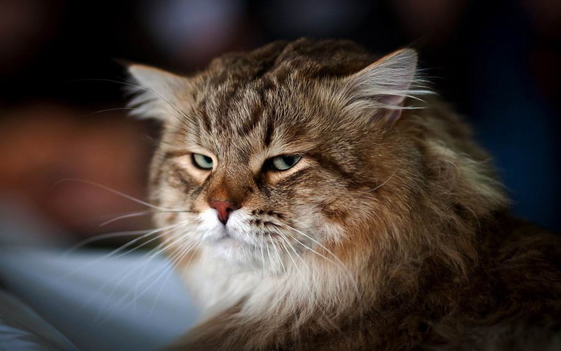 staring, whisker, animal hair, undomesticated Cat, white, 1080P, animal themes, beautiful, fur, hairstyle, cat, animal body part, tabby, indoors, animal Head