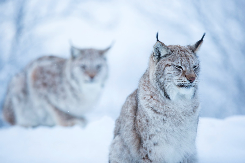 winter, 5K, dissatisfaction, wild, snow, sitting, face, background, two, forest, cat, lynx