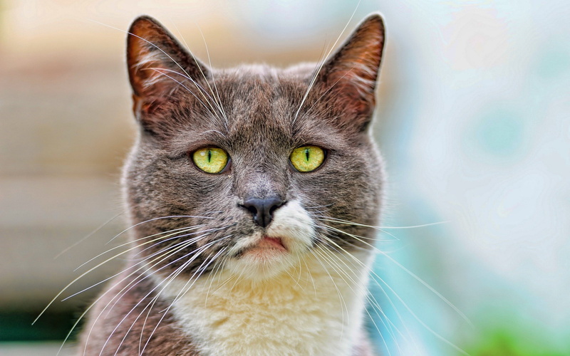 gray, staring, nature, domestic Animals, tabby, animal, portrait, domestic, kitten, face, sitting, one Animal, yellow eyes, day, animal body part, vertebrate