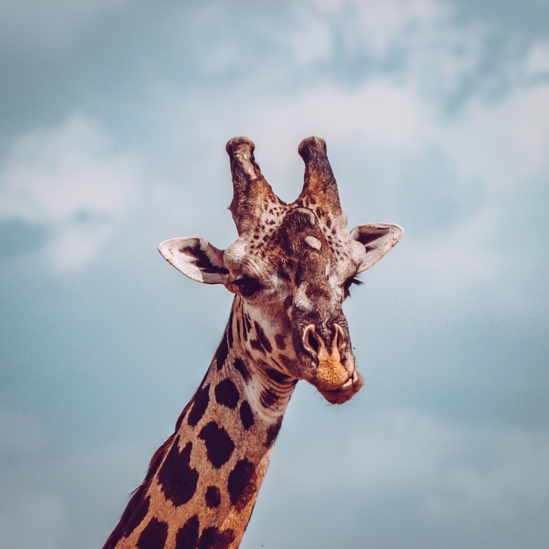 dissatisfied, one animal, no people, animal themes, animal neck, sky, day, animal head, herbivorous, tall - high, 2K, outdoors, animals in the wild, funny