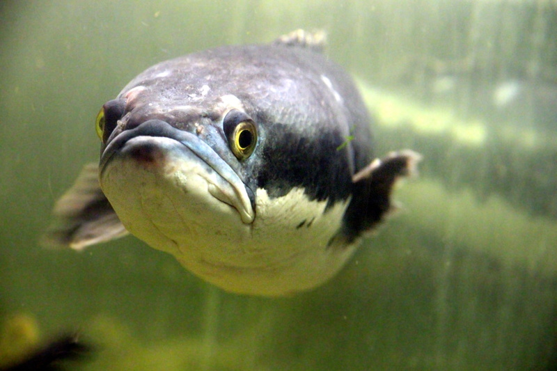 animal wildlife, animal body part, no people, animal head, one animal, water, focus on foreground, vertebrate, mouth, animals in the wild, arrogant, 2K