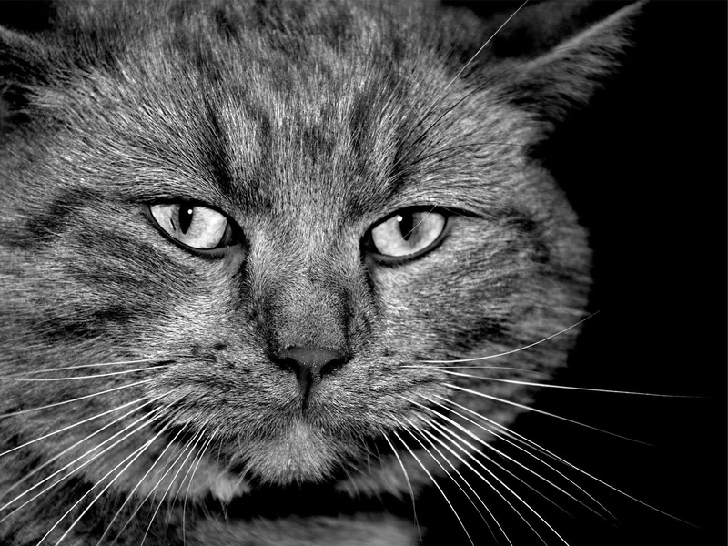 animal, mammal, muzzle, animal eye, domestic animals, cat, dissatisfied, animal themes, one animal, portrait, photo, 720P, focus on foreground, vertebrate