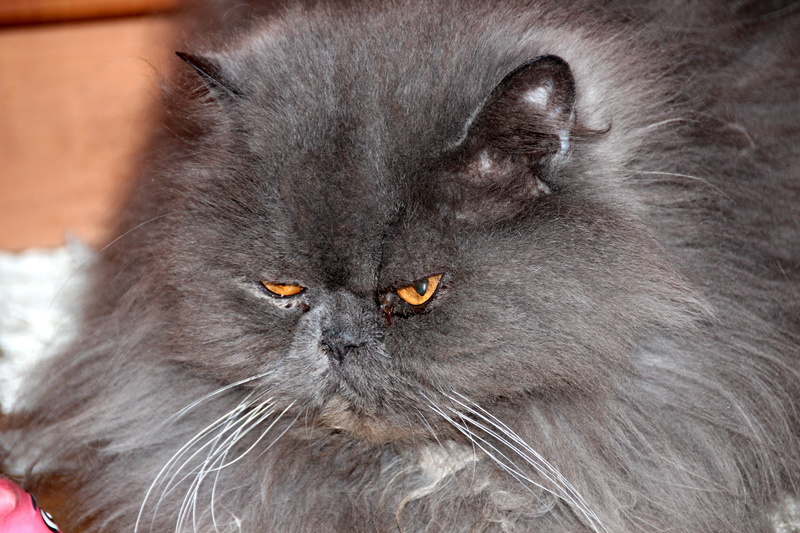 no people, persian cat, one animal, Cute, crying, evil, Fluffy, feline, fluffy cat, close-up, Furry, persian, Animals, british, resentful, animal body part