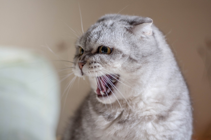 long, fluffy cat, animal head, mammal, looking, grey, animal body part, 4K, mouth open, evil, one animal, dissatisfied, feline, closeup, cat, resentful