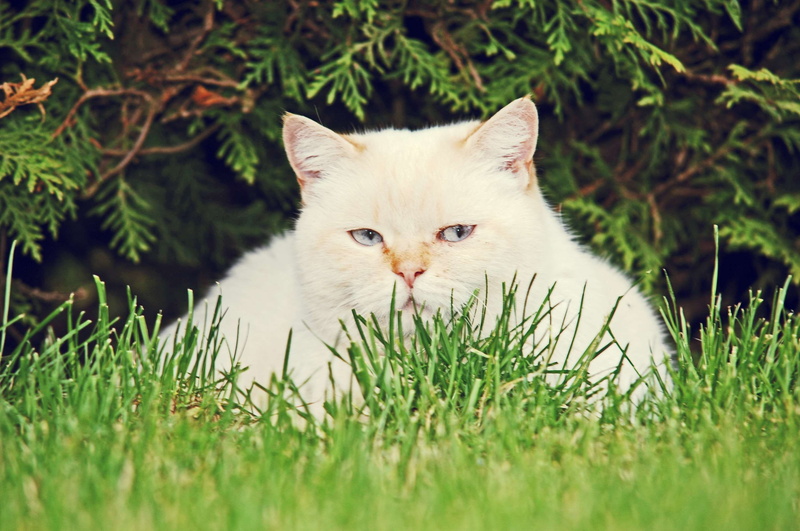 relaxation, ernst, grass, mieze, close, head, portrait, view, pet, animal portrait, domestic cat, mammal, cats eyes, cat, dissatisfied, cute, one animal