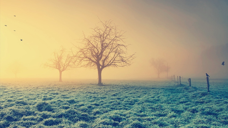 mist, Enigma, Trees, birds, grass, 1080P